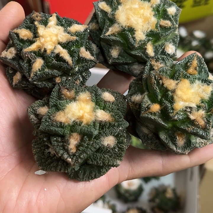 苗接辛顿落地四颗