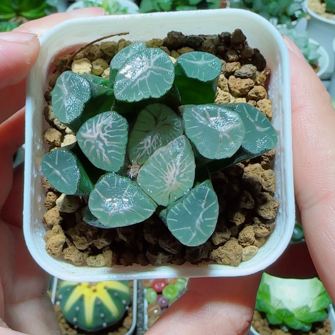 爆炸星万象多肉 