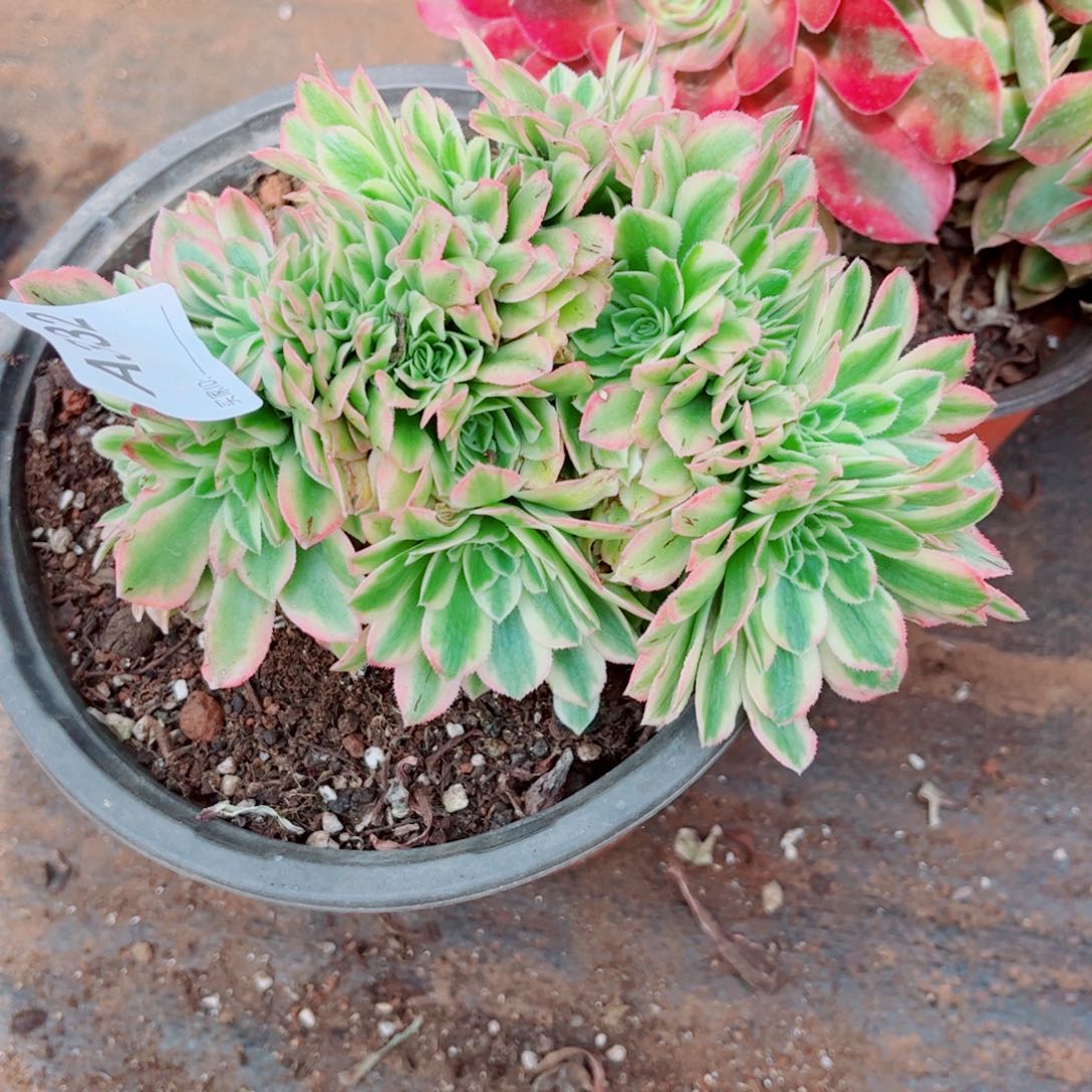 多肉植物332碧玉