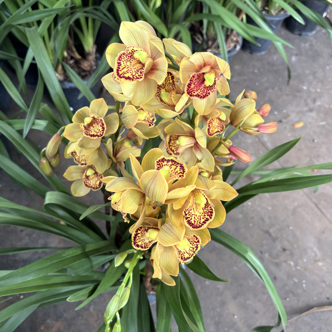 大花蕙兰——马吉利卡（0度以下拍保温棉不拍不售后）