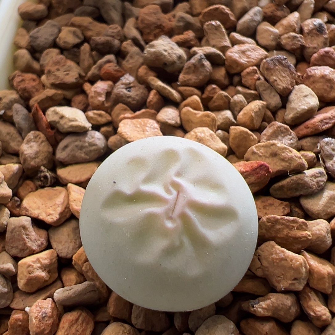 651。青蛙优选433V嘴。两年半 