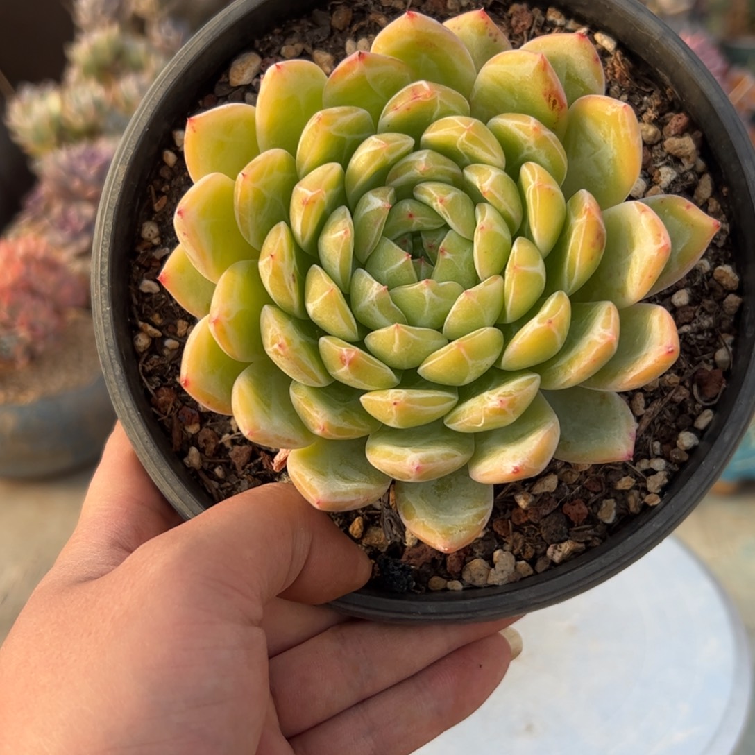 珍妮18 零零多肉植物