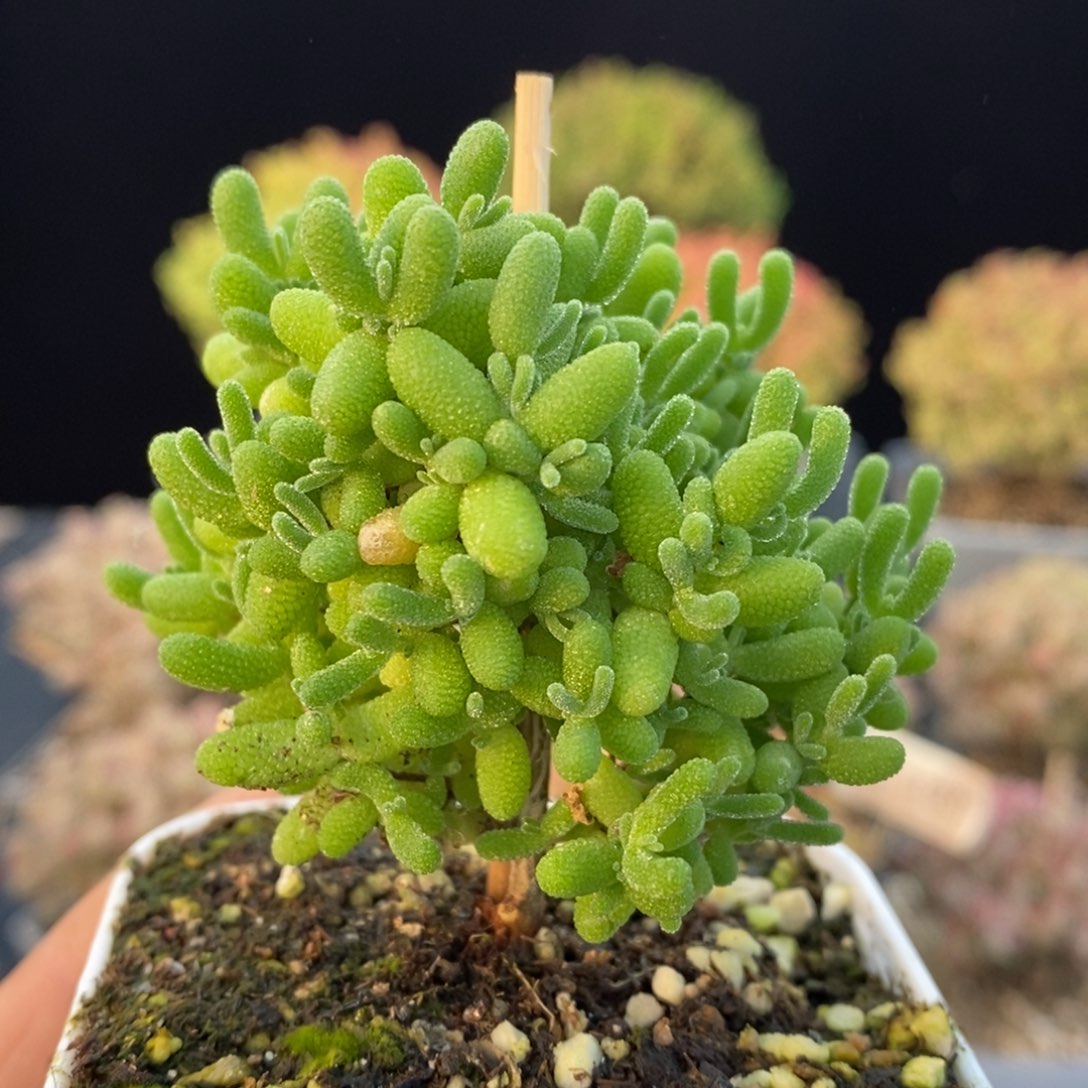 762蜜橘糖球，6.5厘米盆