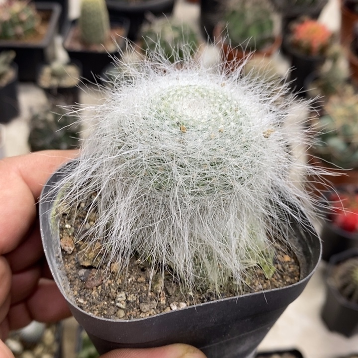 雪原玉翁特价福利