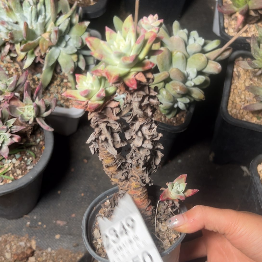 2919三头苹果叶哈哈哈哈哈哈哈