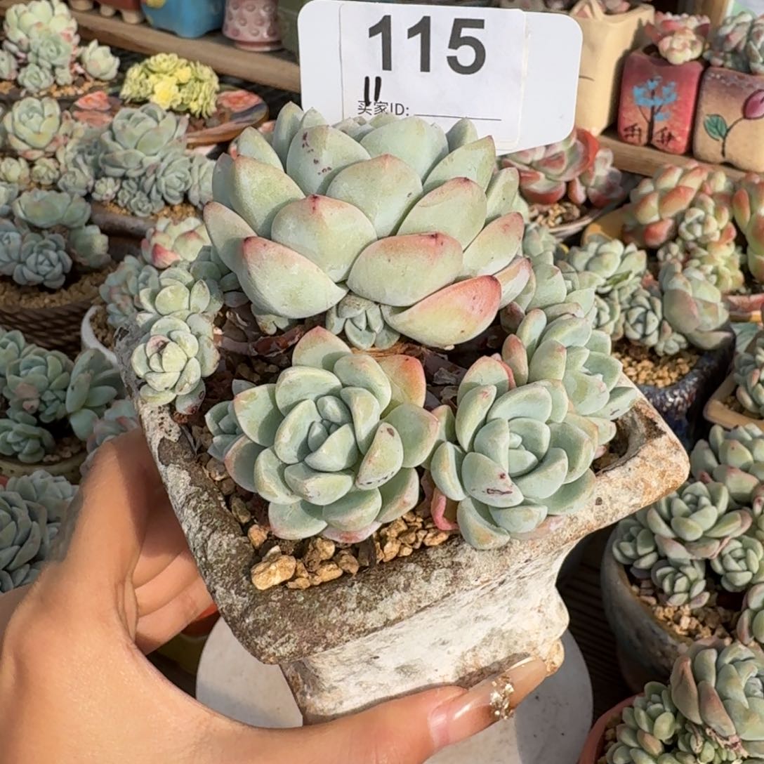 115/11头冰玉群生