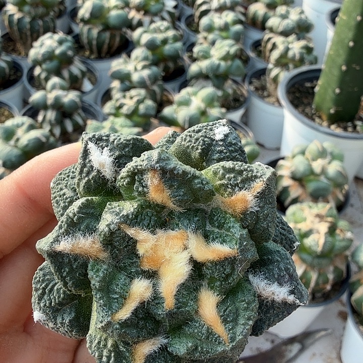 无花朵963小尤金毛龟甲牡丹