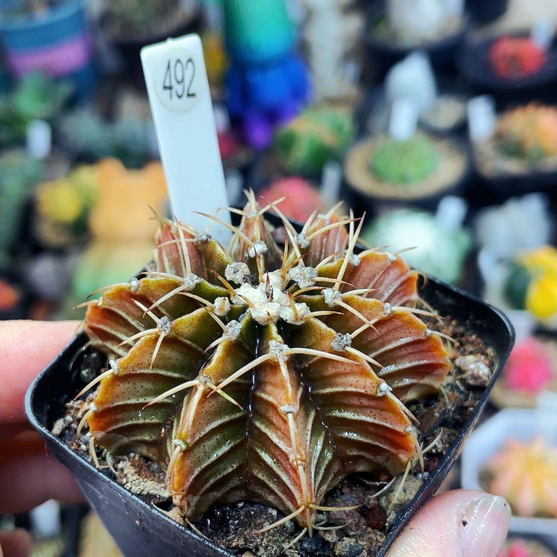 非偏远地区满25包邮仙人球