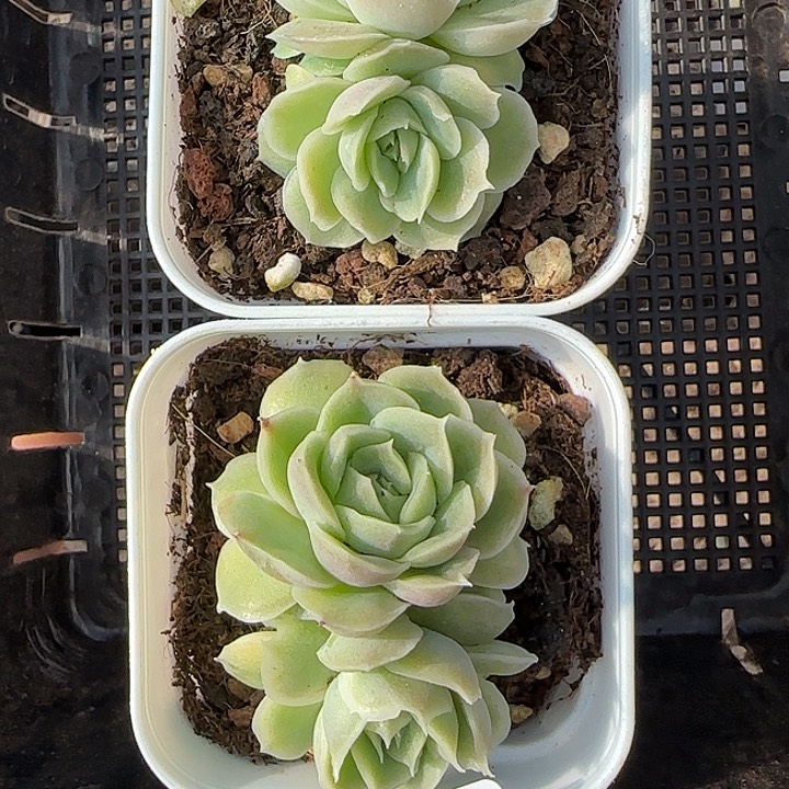 花时光精品多肉274