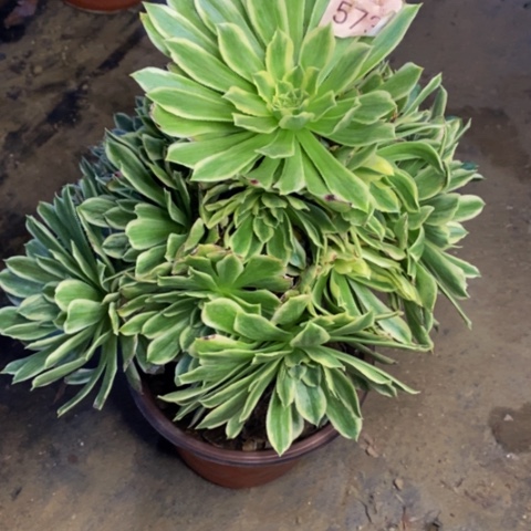 碧浪多肉植物5734