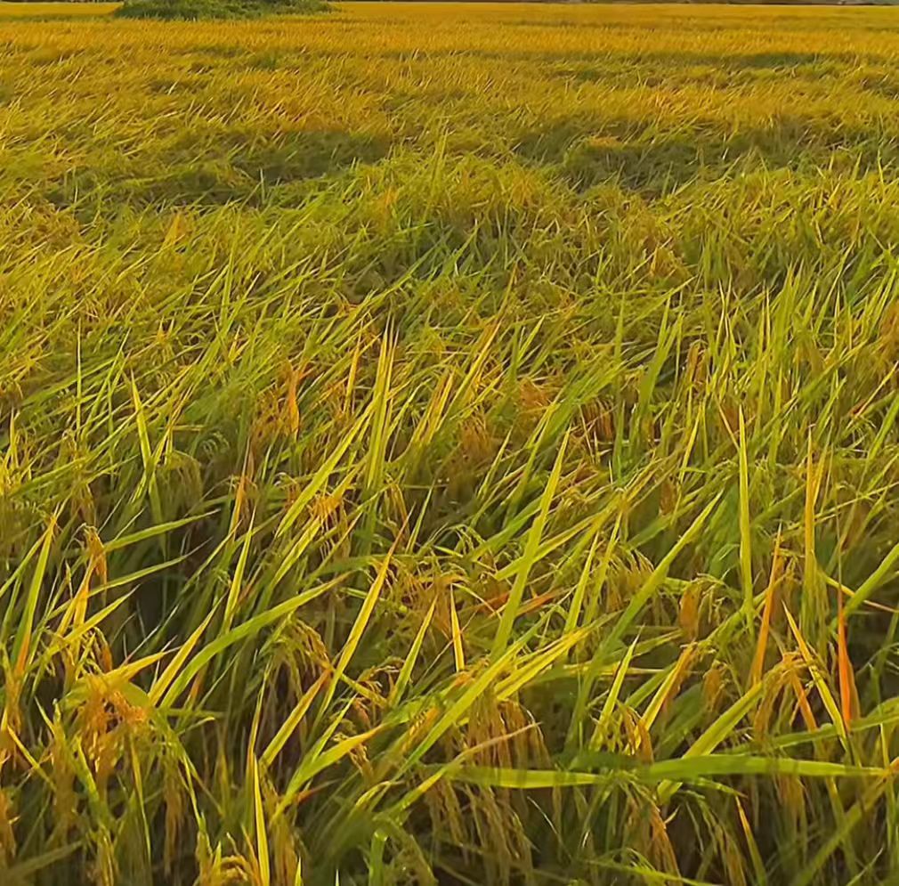 【湘水】湖南农家 米类综合 散装食品代卖（包邮）
