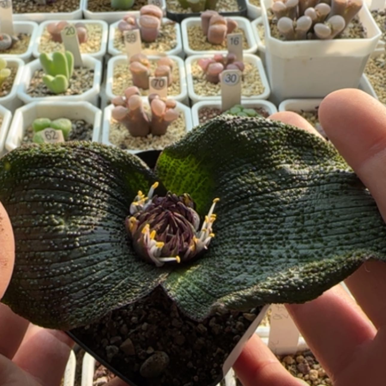 【闪购商品】0165     