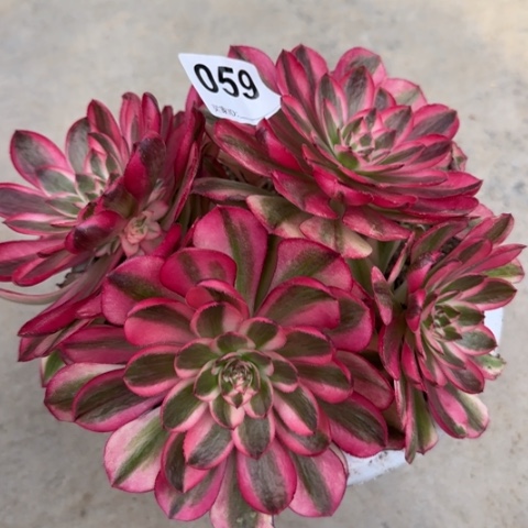 059倾城朵朵18厘米左右