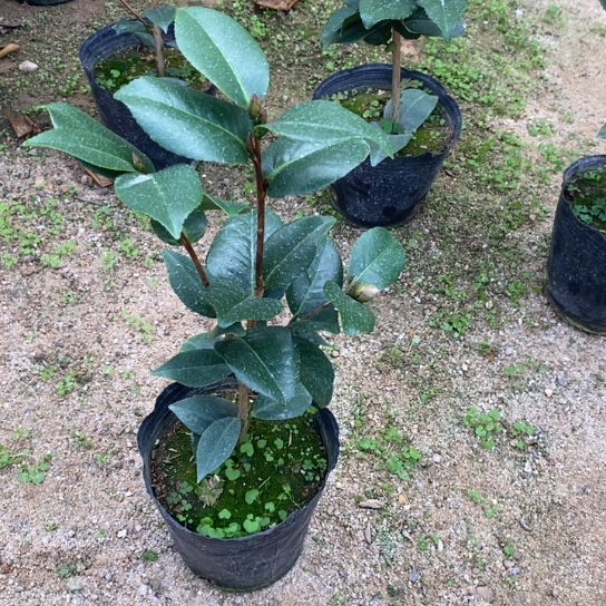 当前无花栽培后可以开花