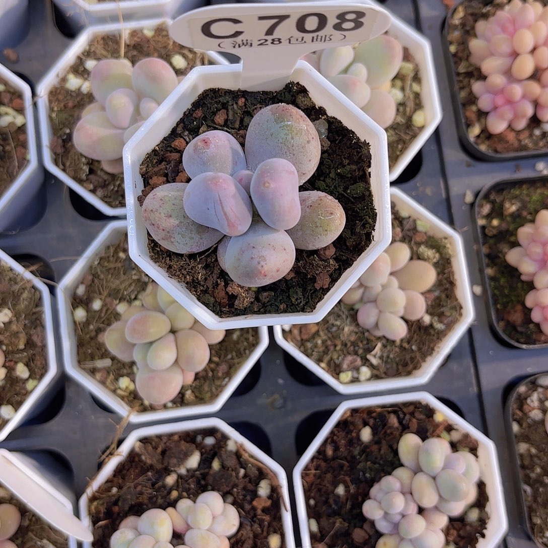 C708Mike奶一物一拍