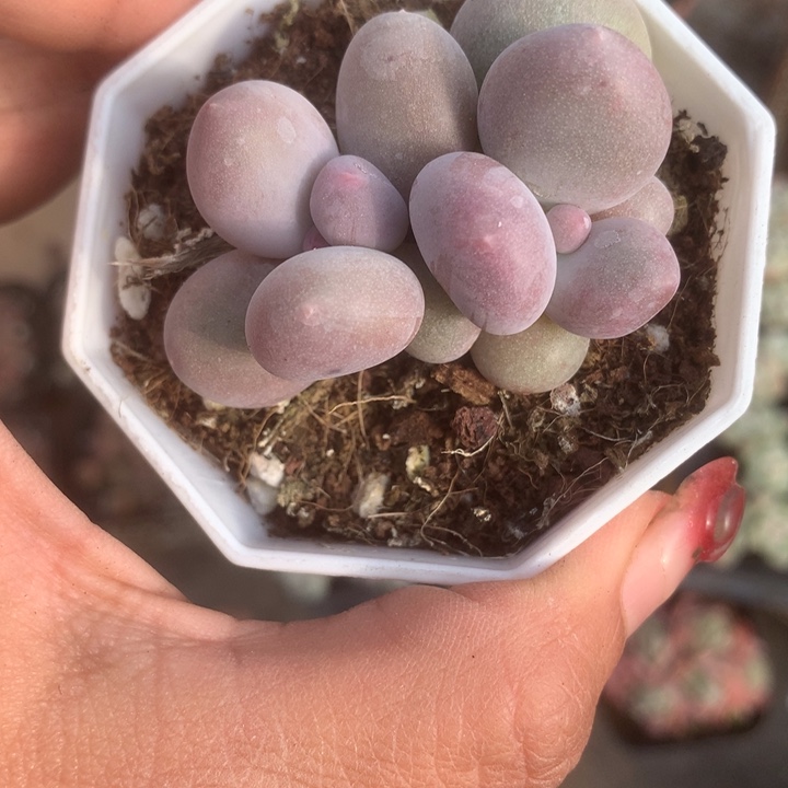 一物一拍 米克 双