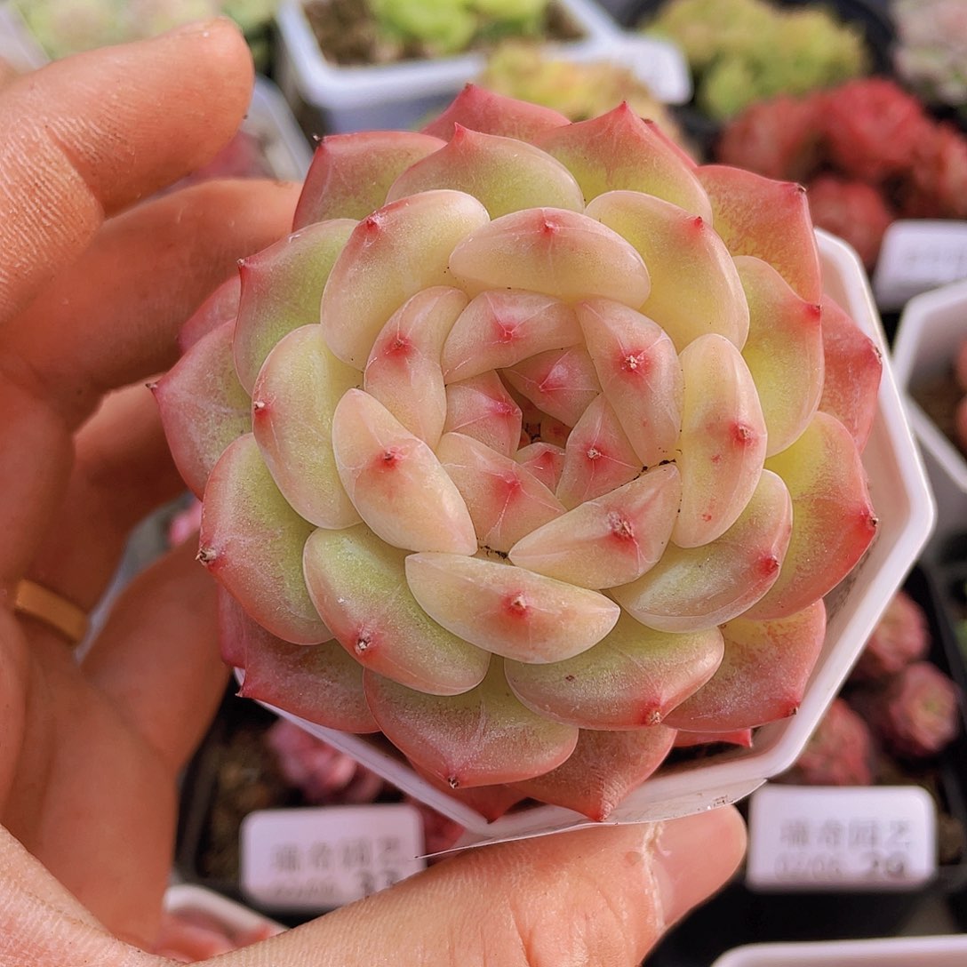 0000000000053一物一拍