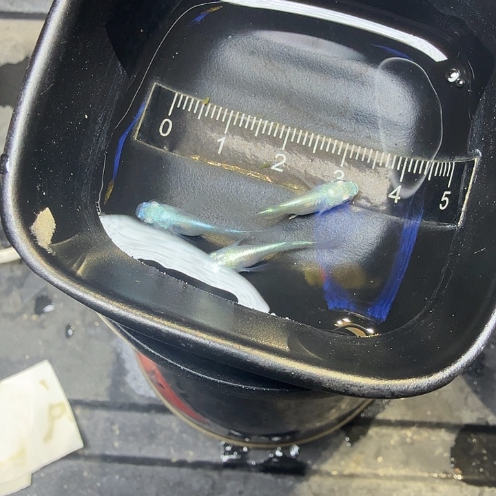 青鳉鱼81号拍品短干