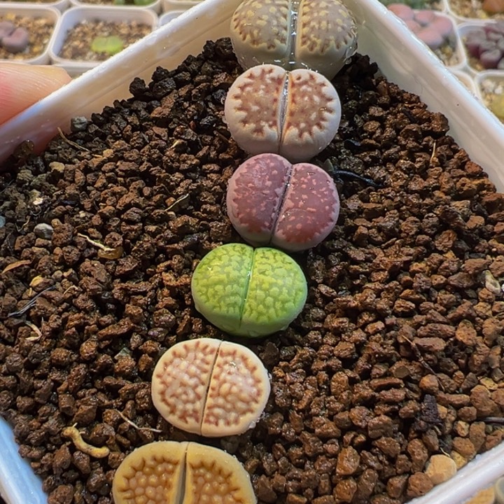 752多肉植物种类多样