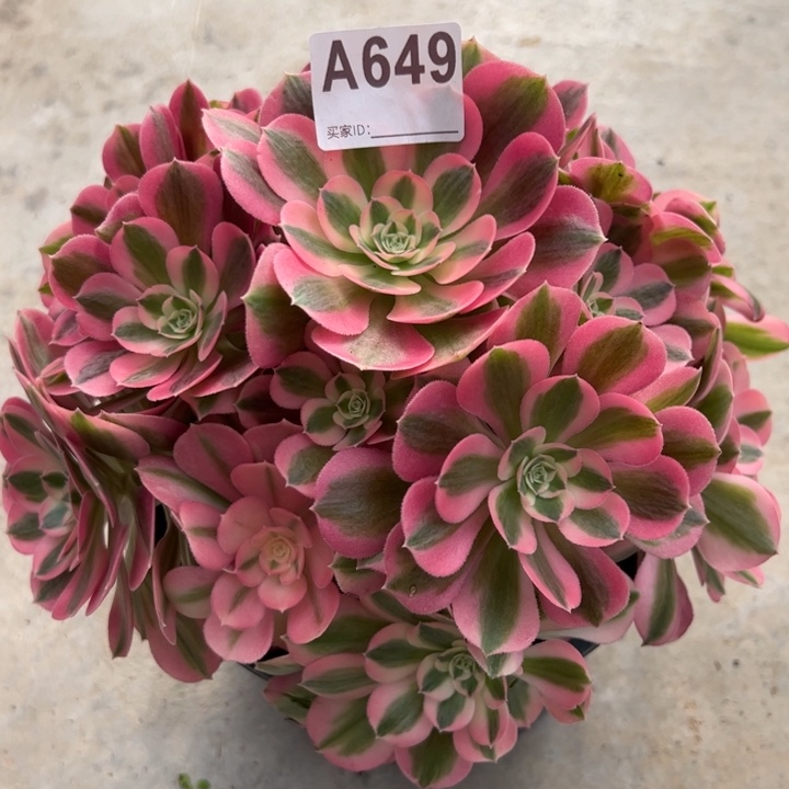 649女巫25厘米左右