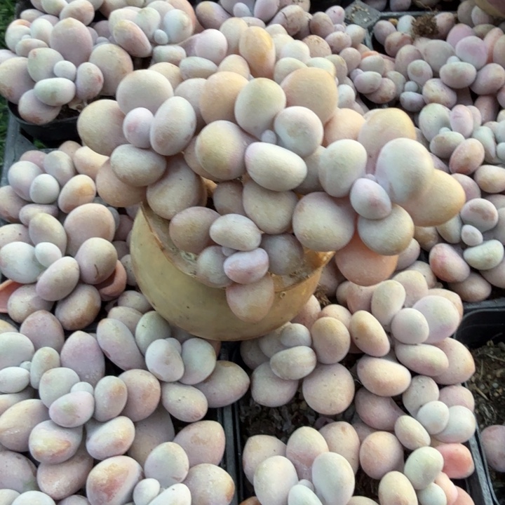 桃蛋带盆一套。             