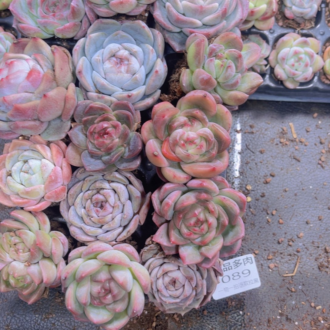 089多肉植物一物一拍链接