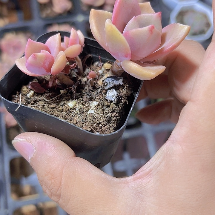 彩虹糖精品多肉植物