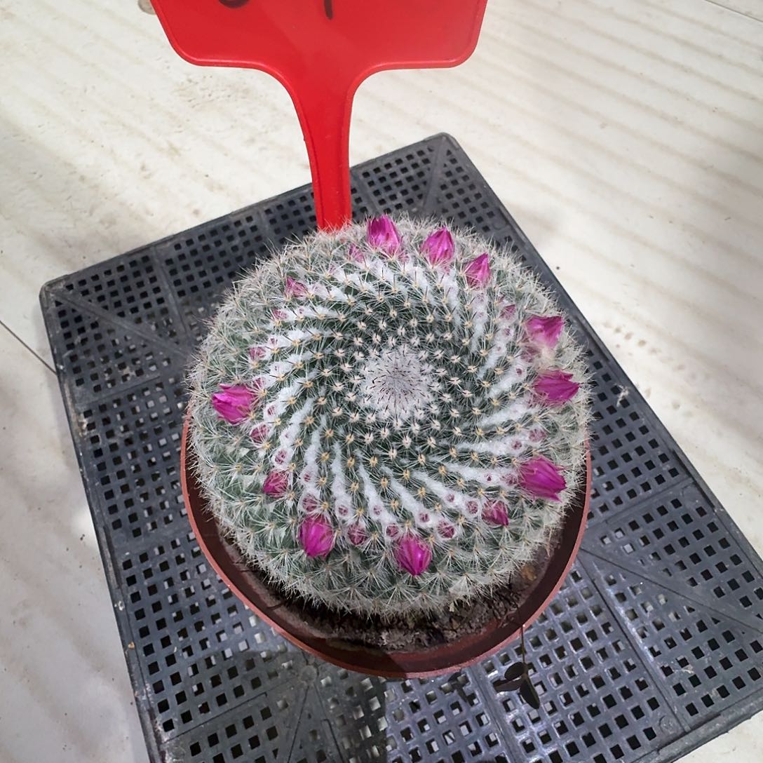 实生玉翁一颗包邮