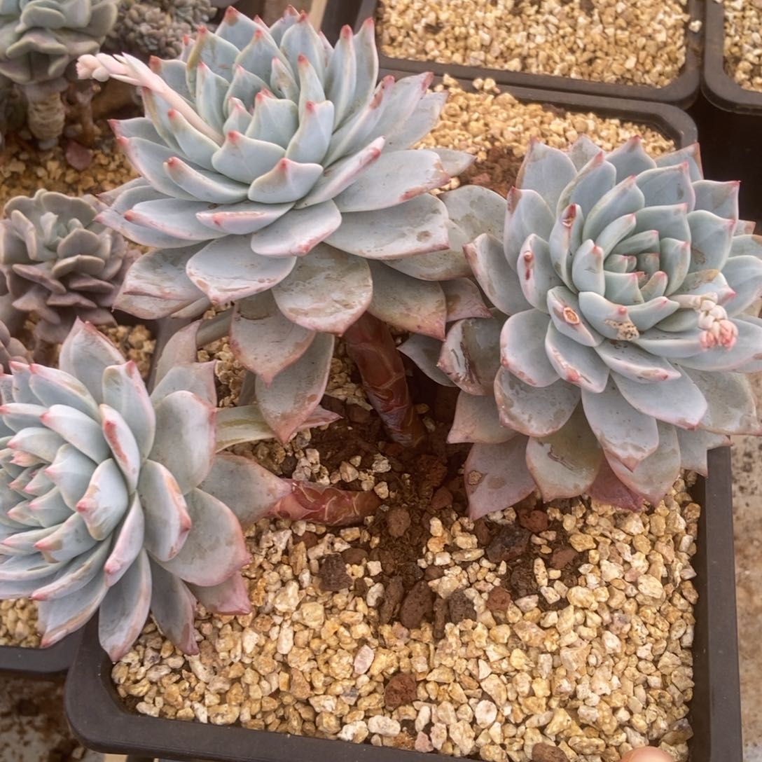 粉蓝鸟无砍多肉多肉