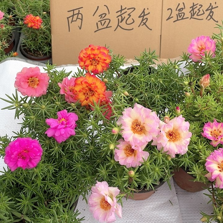 无花朵太阳花一盆