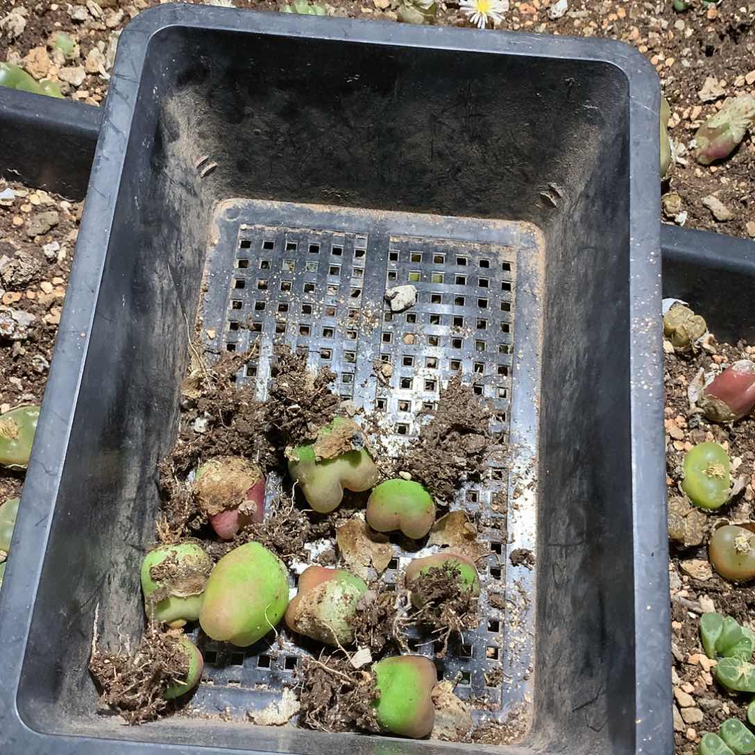 A****妈P267多肉植物保护研究所