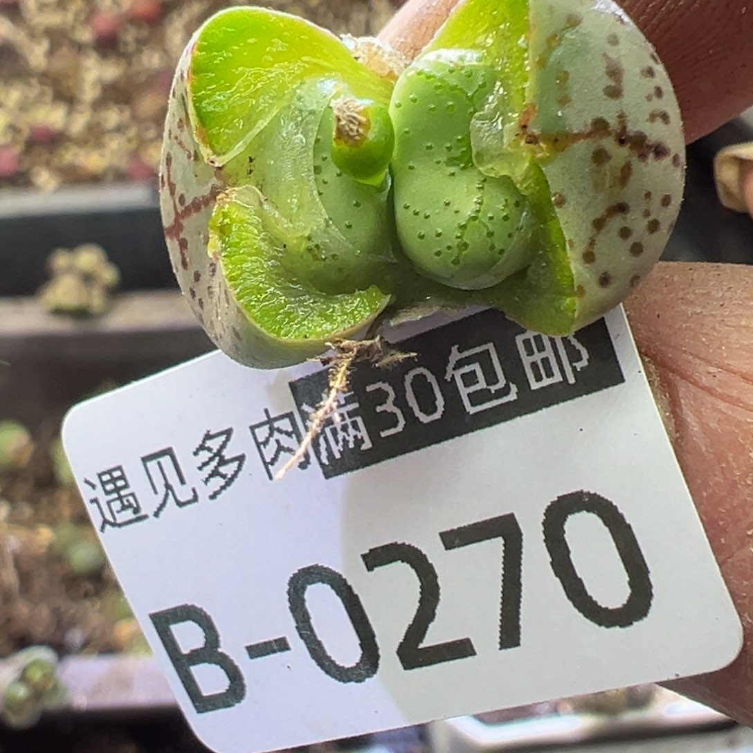 多肉植物11111111111111