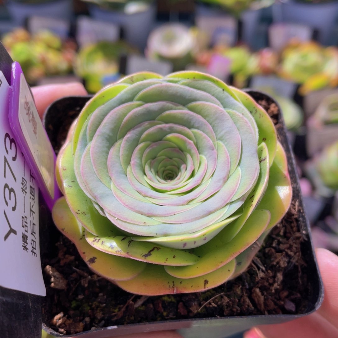 晚樱多肉福利373一物一拍