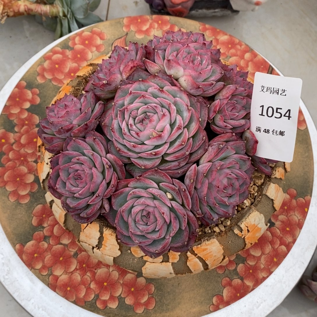 侧影群生多肉多肉054