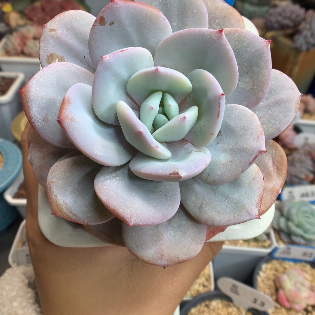 751宽叶奶茶多肉植物