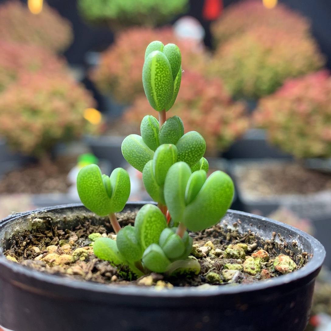 B257元宝枝干番杏