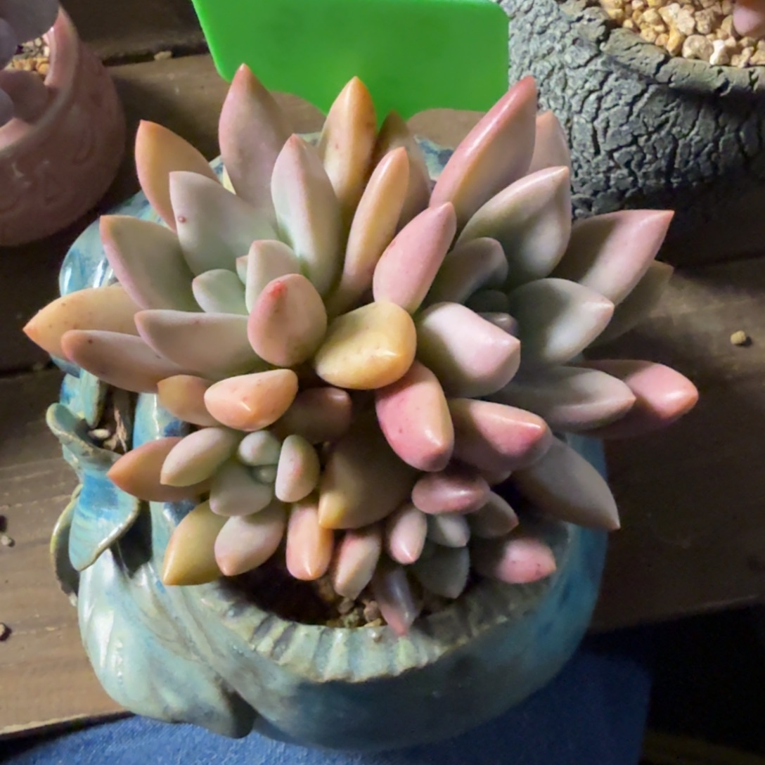 桃花源1111111111111111111