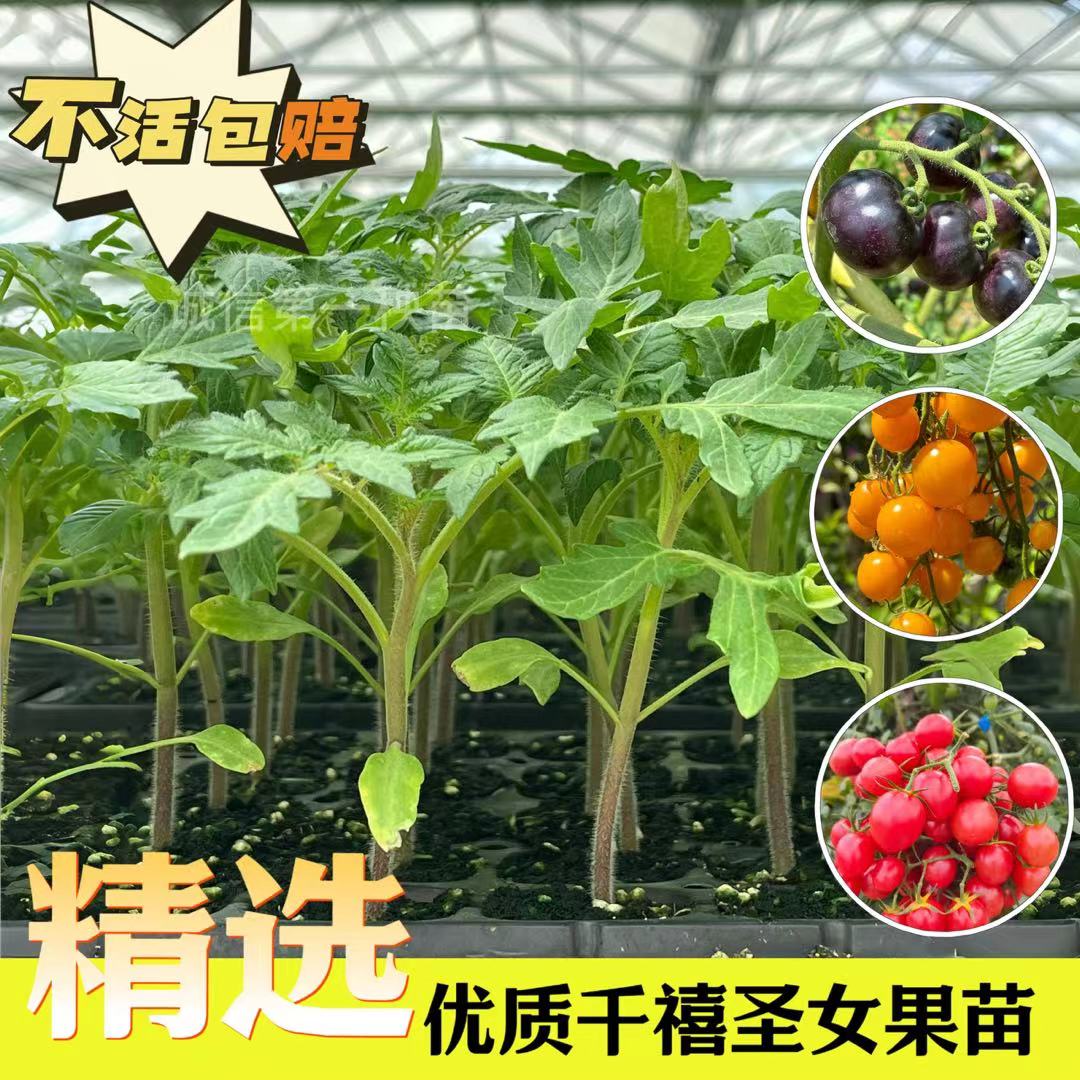 各种圣女果秧苗黄圣女红圣女黑珍珠小番茄苗春夏秧苗盆栽阳台庭院