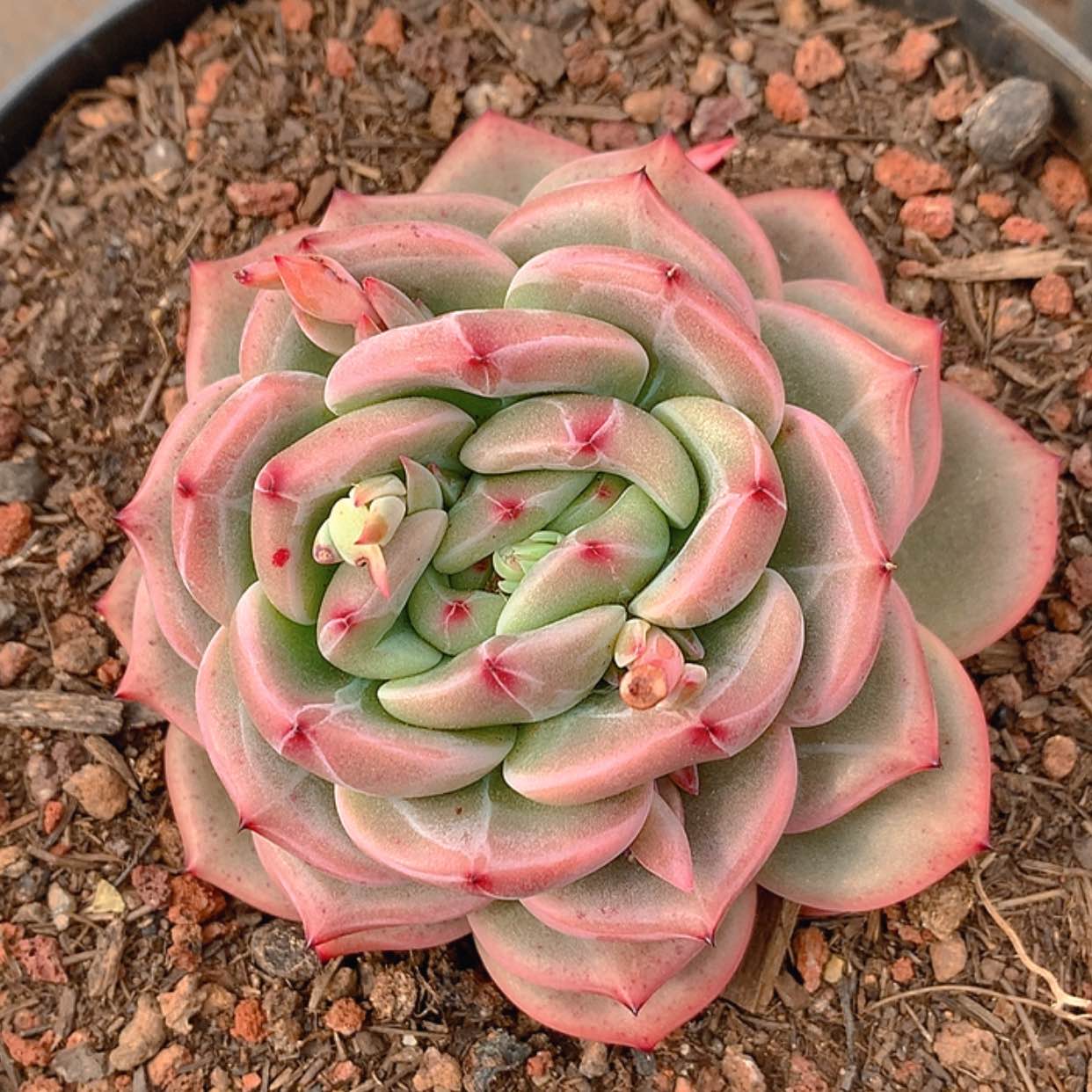 【闪购商品】云770