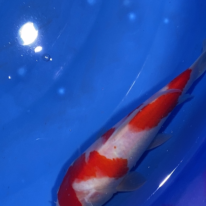 海水鱼金刚红白子代锦鲤