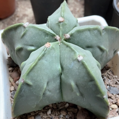 五角仙人球25米xrq