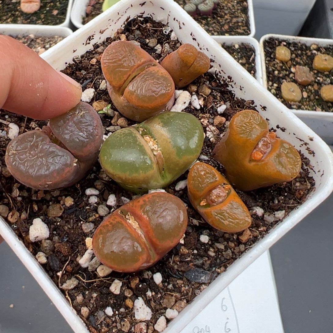 2.7好看的多肉880