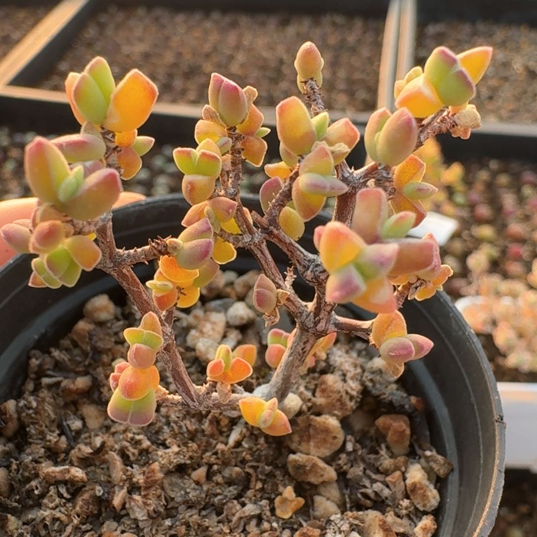 595带盆土发货蟹钳枝干