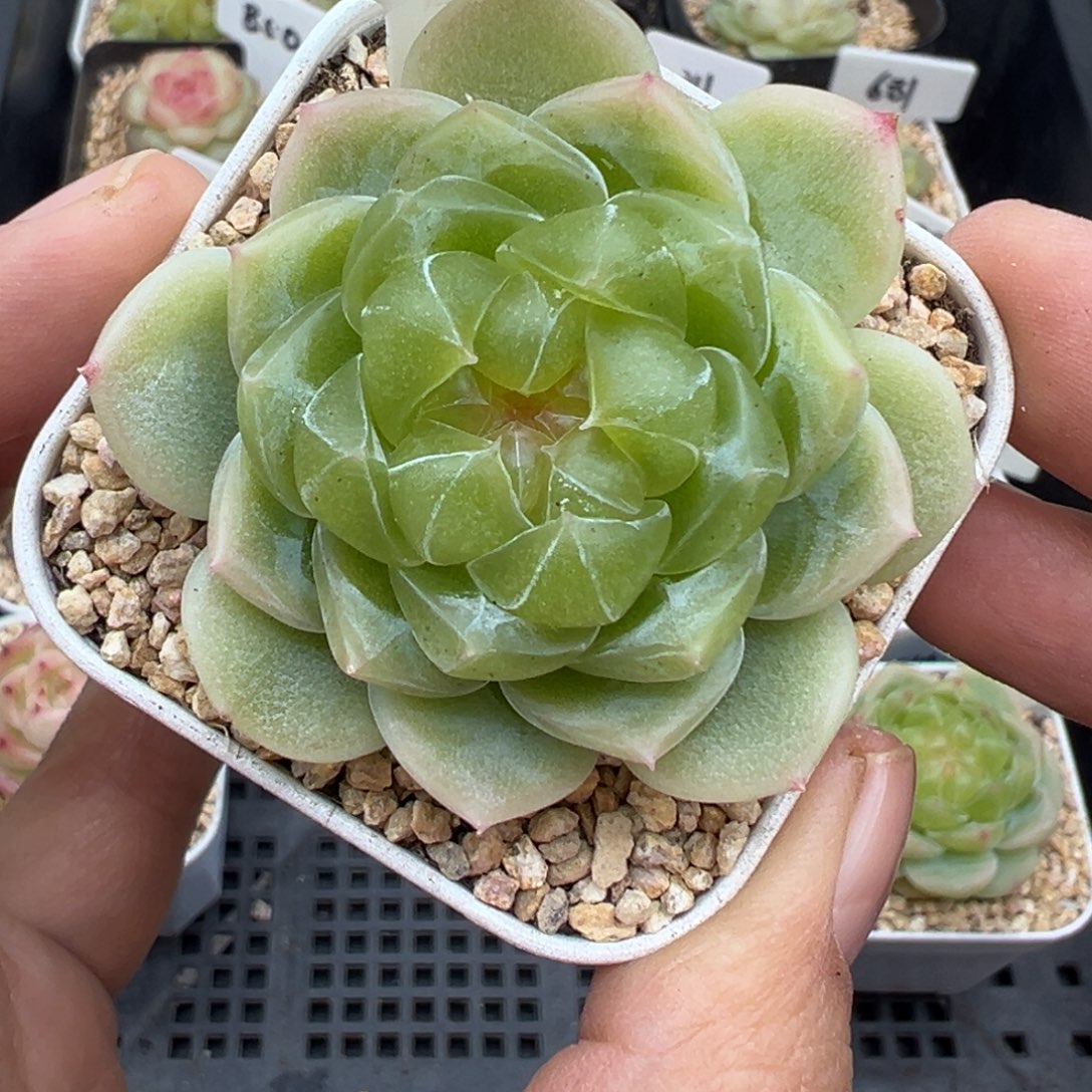 姬***生428号泼天富贵晗雨多肉