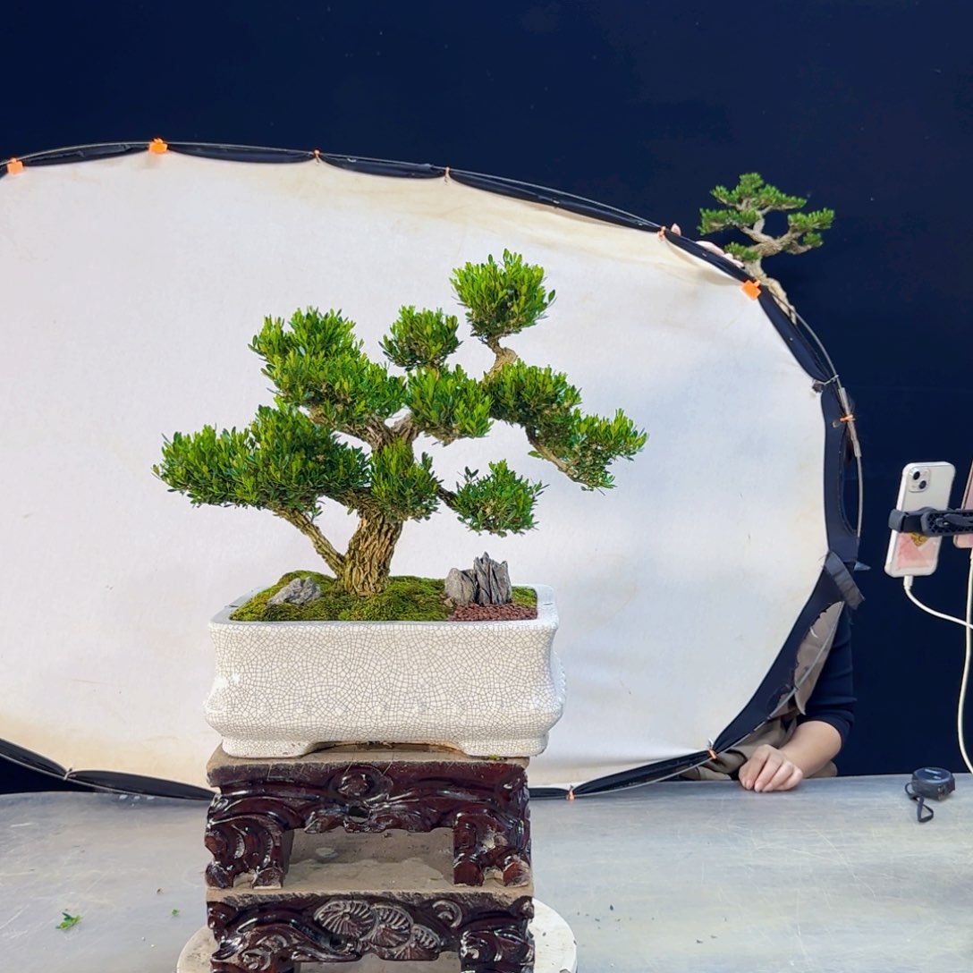 高端黄杨盆景艺术