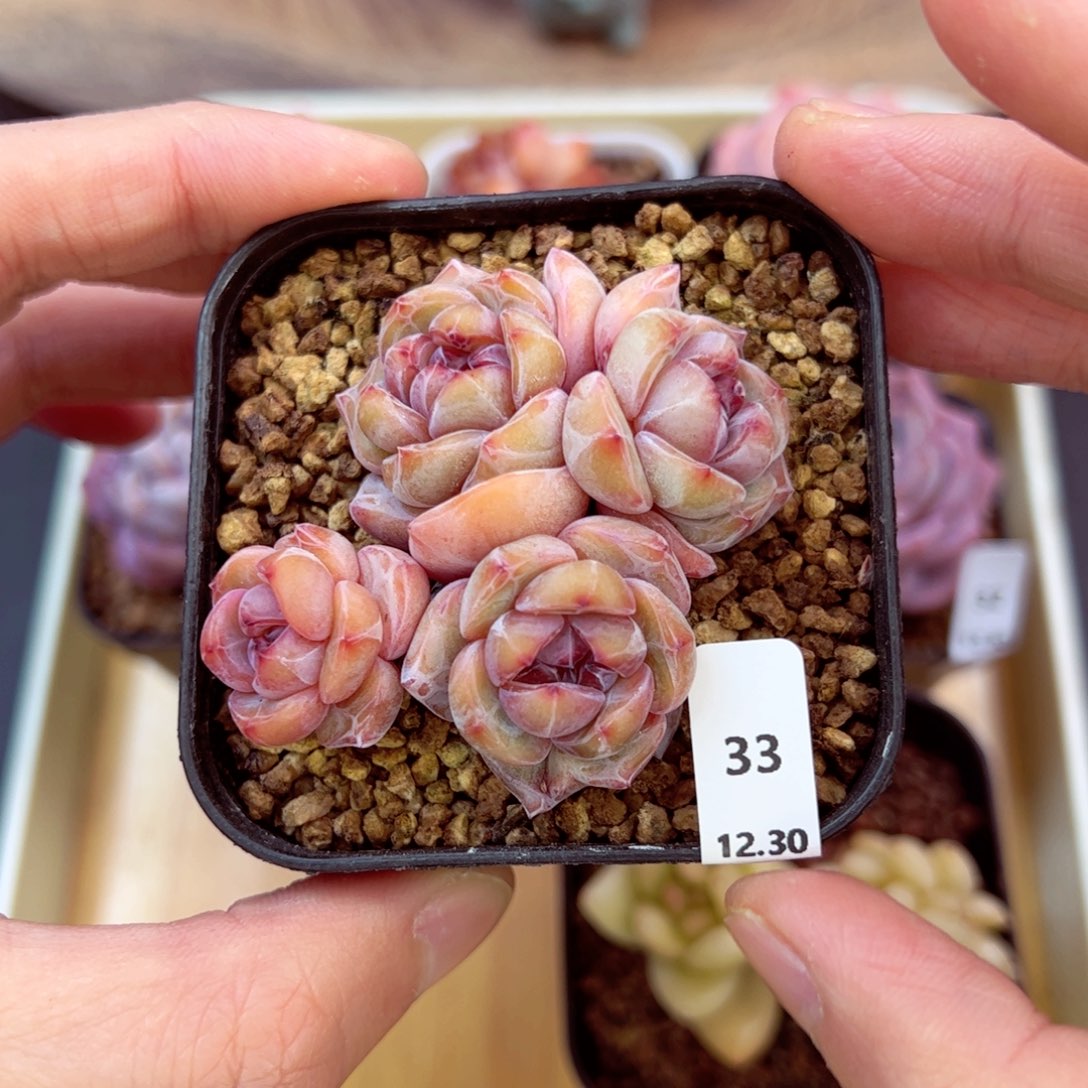 好好看33、哈哈哈哈