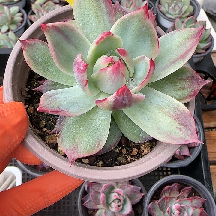 柳***明151,28 惊鸿仙子多肉植物6-9cm