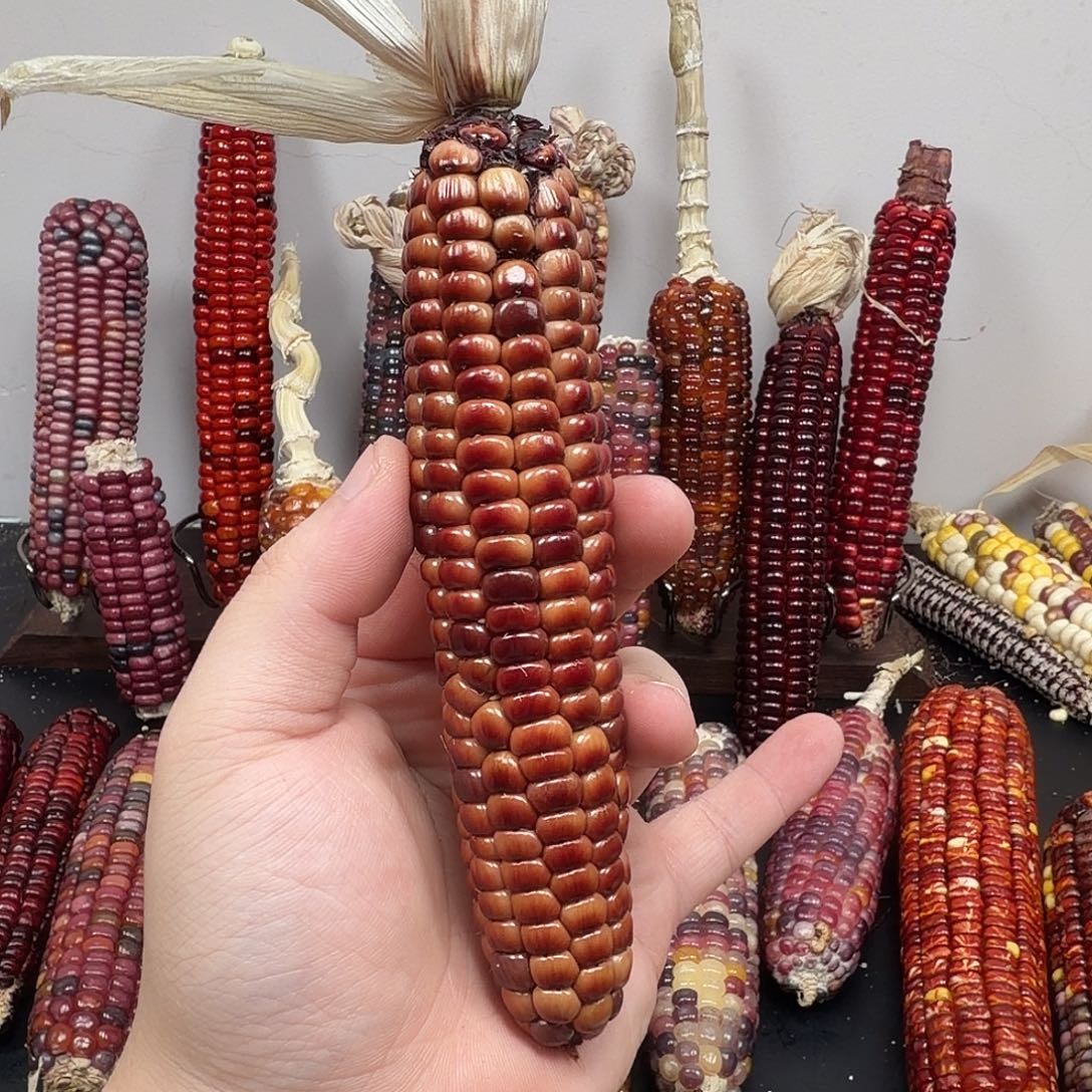 棉****大叶紫檀（黑酸枝木类）