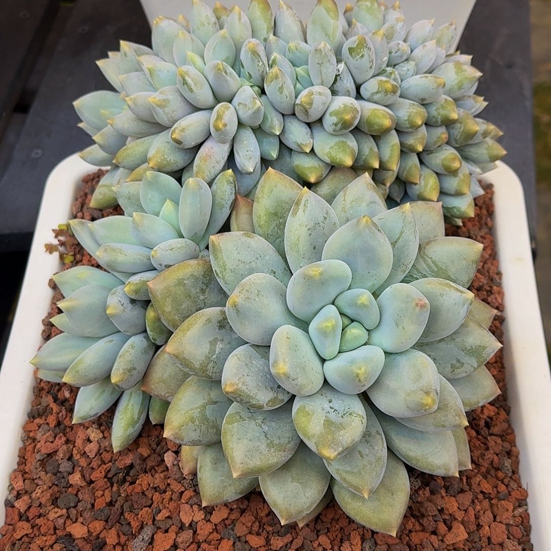 超胖体哥特萝莉一颗竞拍