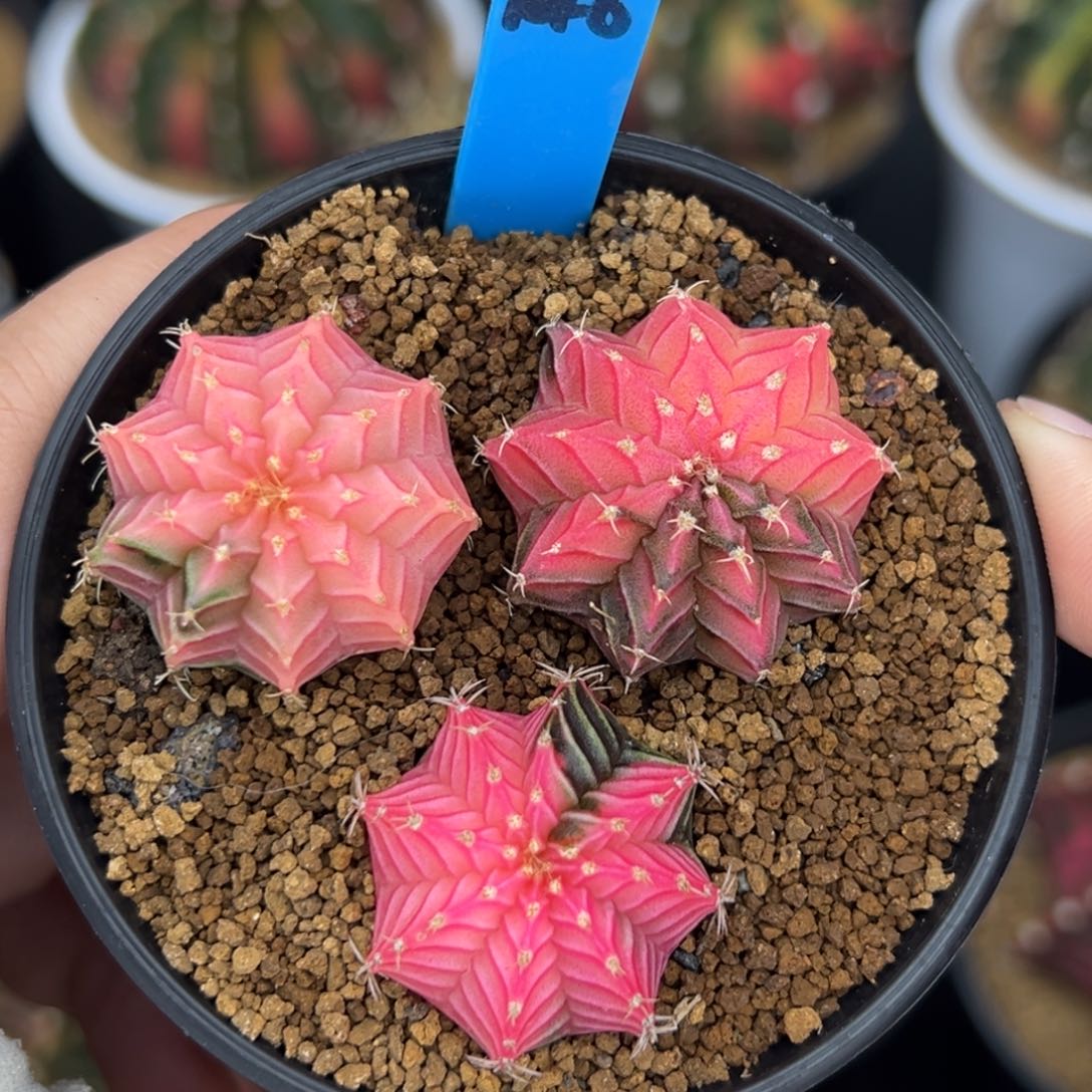 泰系实生肋骨锦146